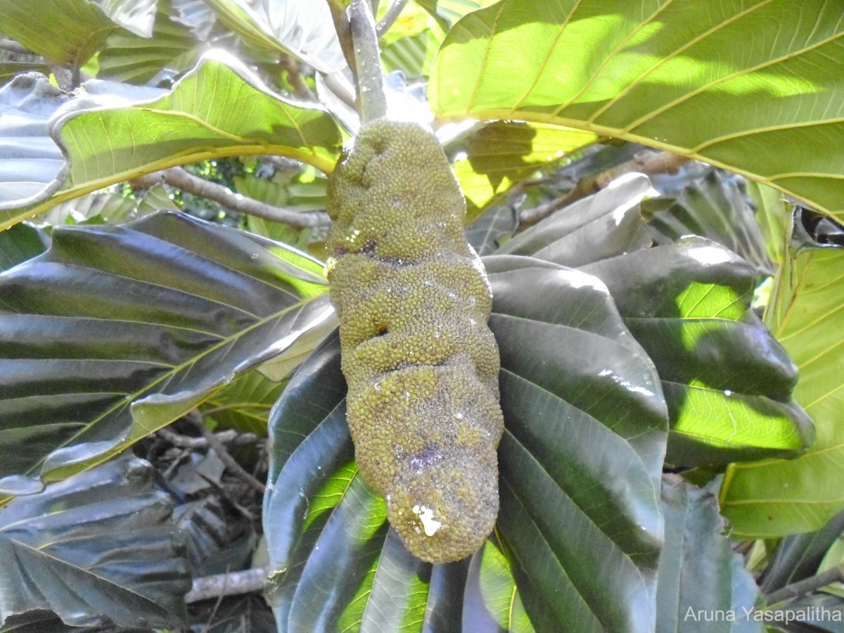 Artocarpus nobilis Thwaites